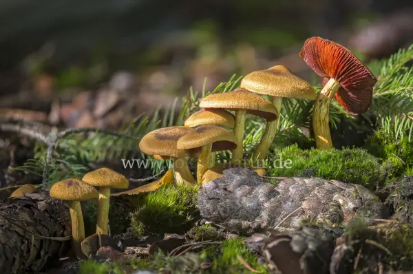 Fokus-Natur Bild