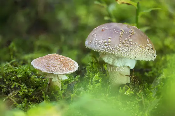 Fokus-Natur Bild