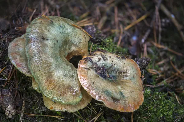Fokus-Natur Bild