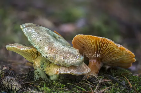 Fokus-Natur Bild