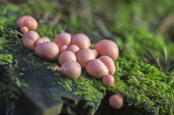 Fokus-Natur Bild
