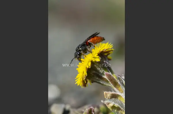 Fokus-Natur Bild