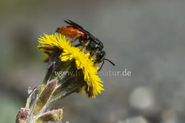Fokus-Natur Bild