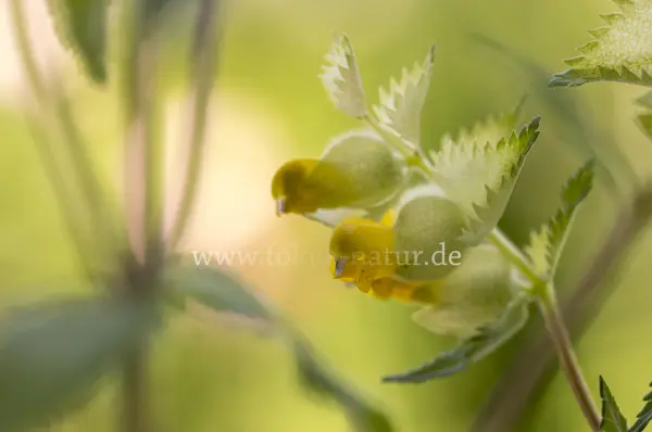 Fokus-Natur Bild