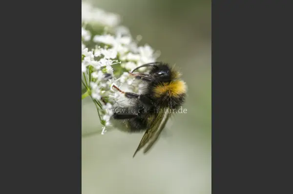 Fokus-Natur Bild