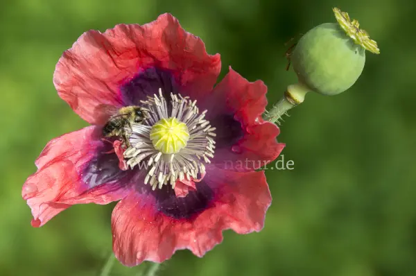 Fokus-Natur Bild