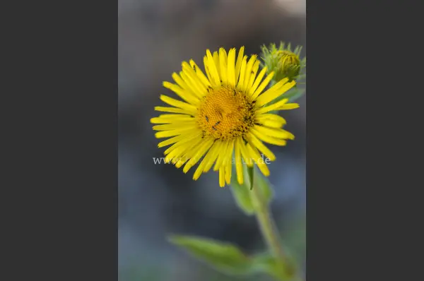 Fokus-Natur Bild