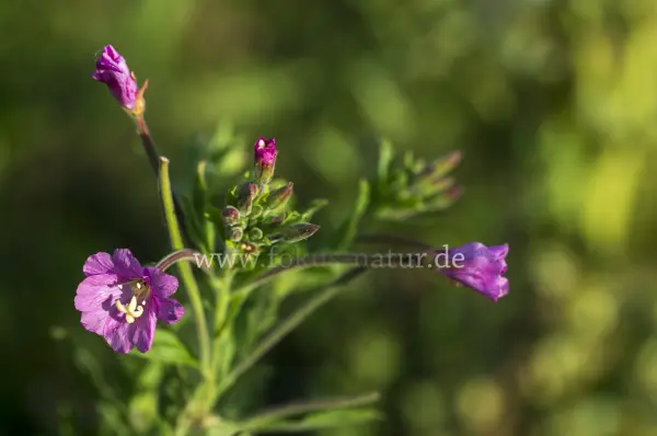Fokus-Natur Bild