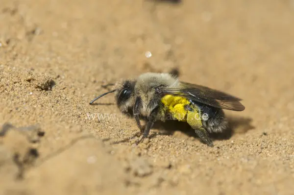 Fokus-Natur Bild