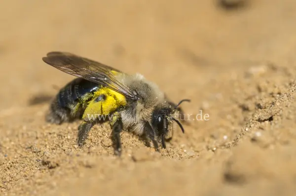 Fokus-Natur Bild