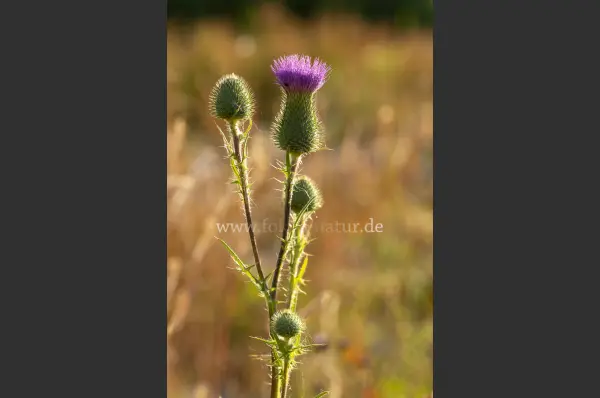 Fokus-Natur Bild