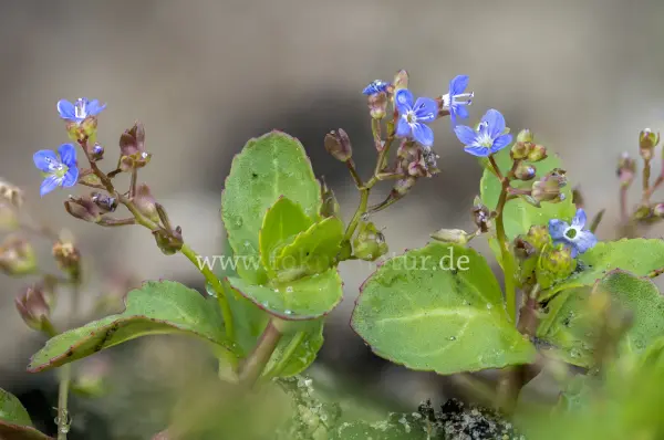 Fokus-Natur Bild