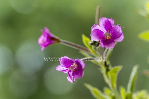 Fokus-Natur Bild