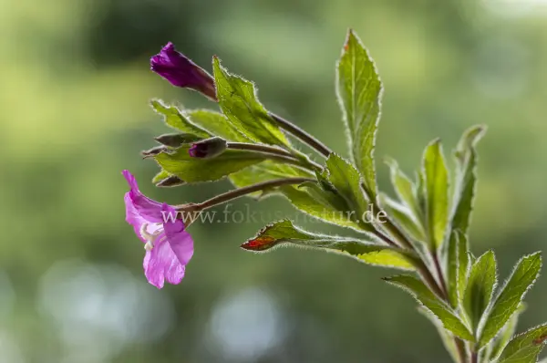 Fokus-Natur Bild