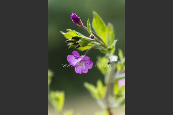 Fokus-Natur Bild