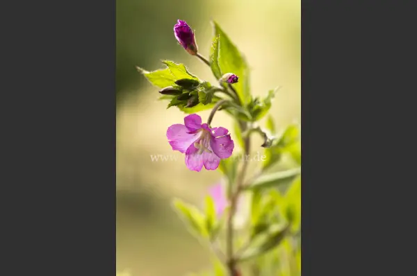 Fokus-Natur Bild