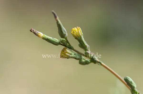 Fokus-Natur Bild