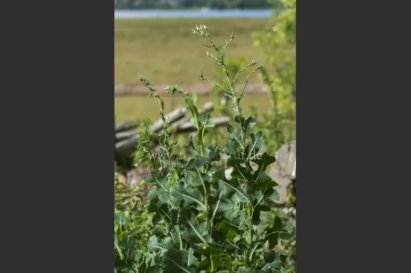Fokus-Natur Bild