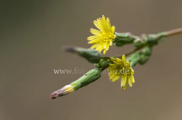 Fokus-Natur Bild