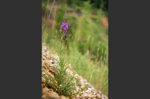 Fokus-Natur Bild
