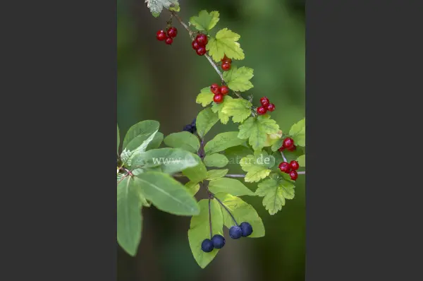 Fokus-Natur Bild