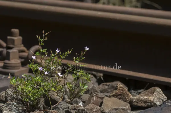 Fokus-Natur Bild