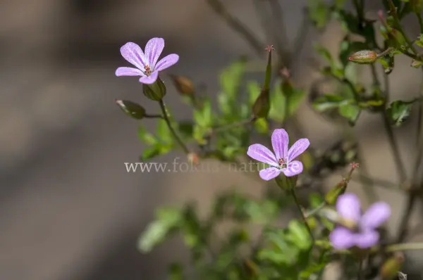 Fokus-Natur Bild