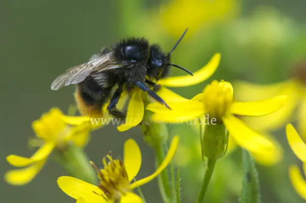 Fokus-Natur Bild