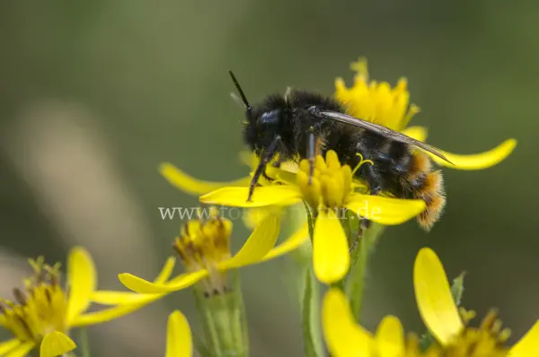 Fokus-Natur Bild