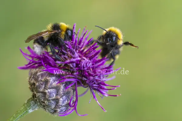Fokus-Natur Bild