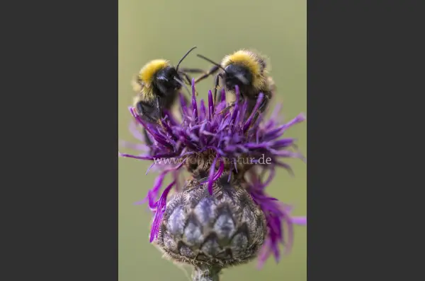 Fokus-Natur Bild