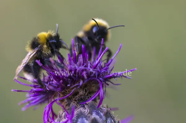 Fokus-Natur Bild