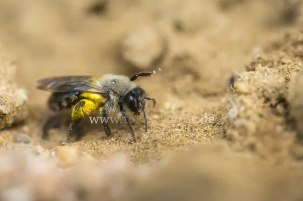 Fokus-Natur Bild