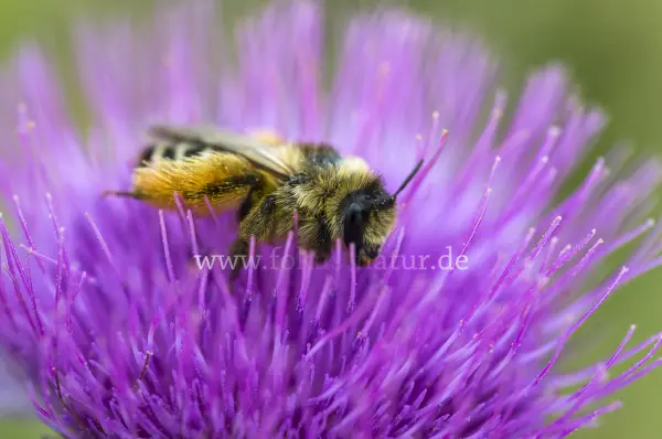 Fokus-Natur Bild