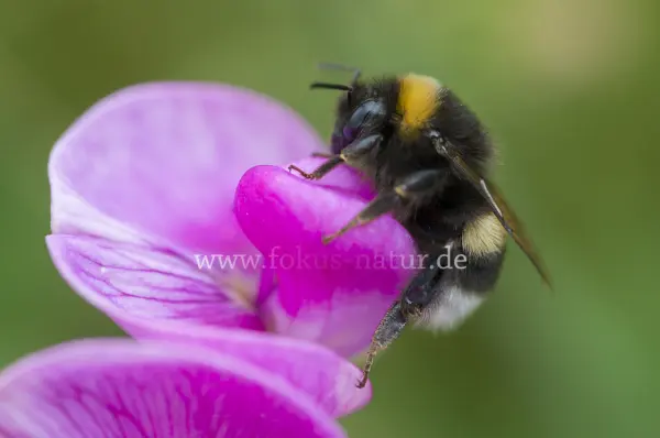 Fokus-Natur Bild