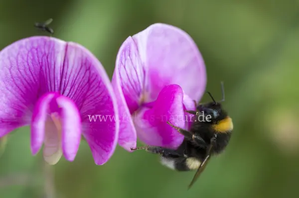 Fokus-Natur Bild