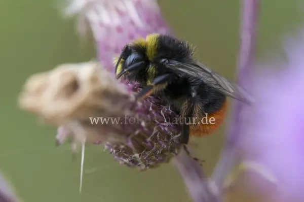 Fokus-Natur Bild