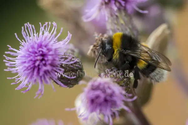 Fokus-Natur Bild
