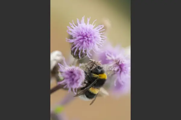 Fokus-Natur Bild