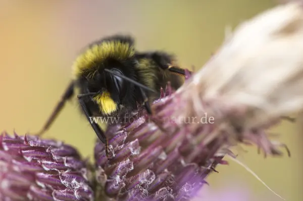 Fokus-Natur Bild