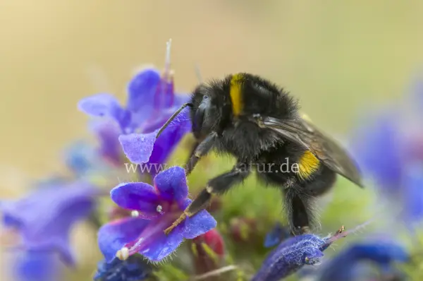 Fokus-Natur Bild