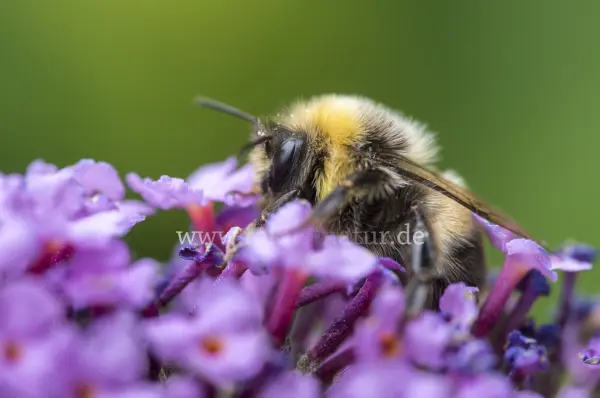 Fokus-Natur Bild