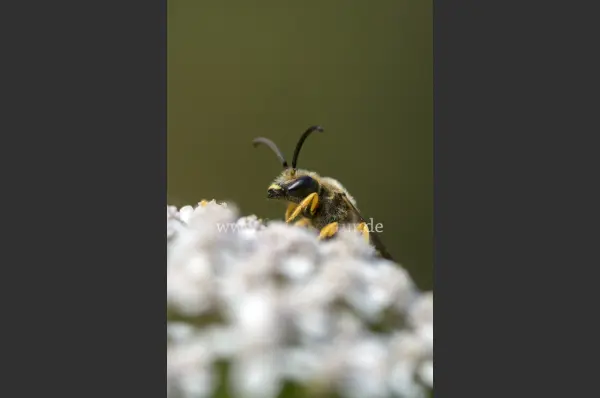 Fokus-Natur Bild