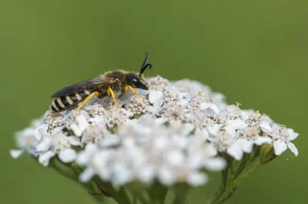 Fokus-Natur Bild