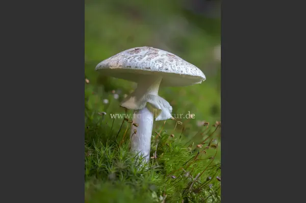 Fokus-Natur Bild