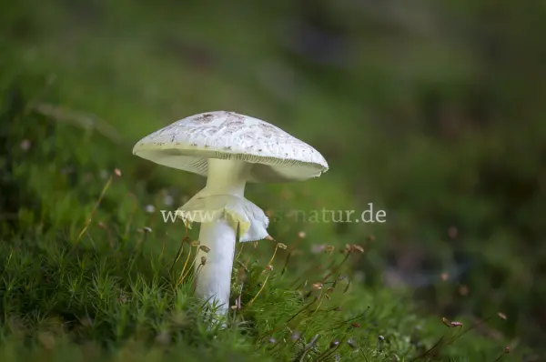Fokus-Natur Bild