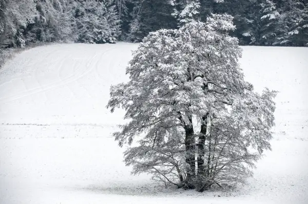 Fokus-Natur Bild