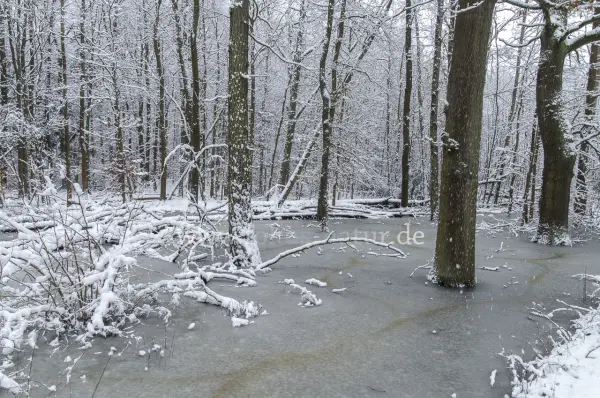Fokus-Natur Bild
