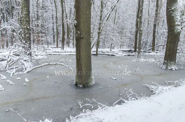 Fokus-Natur Bild