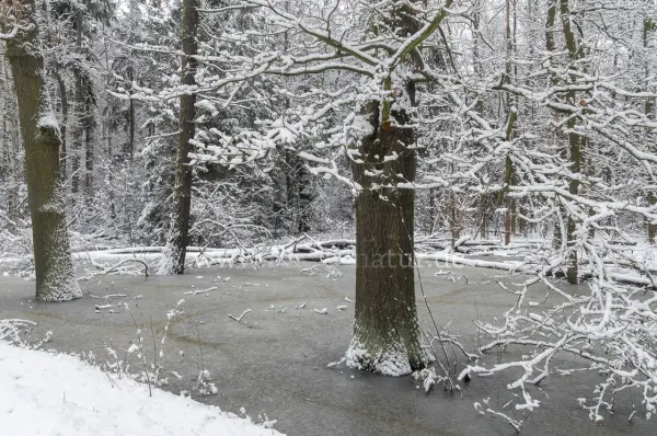 Fokus-Natur Bild